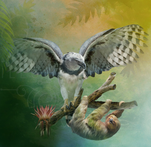 Harpyie (Harpia harpyja)