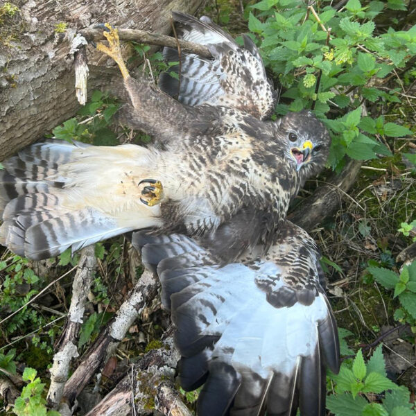 Verletzter Bussard